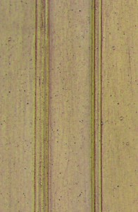 Maple Cardamon Finish